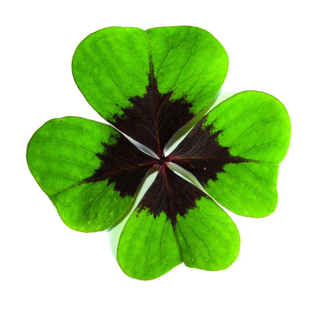 Discover the Enchanting World of Bild von Kleeblatt: A Timeless Symbol of Luck and Prosperity
