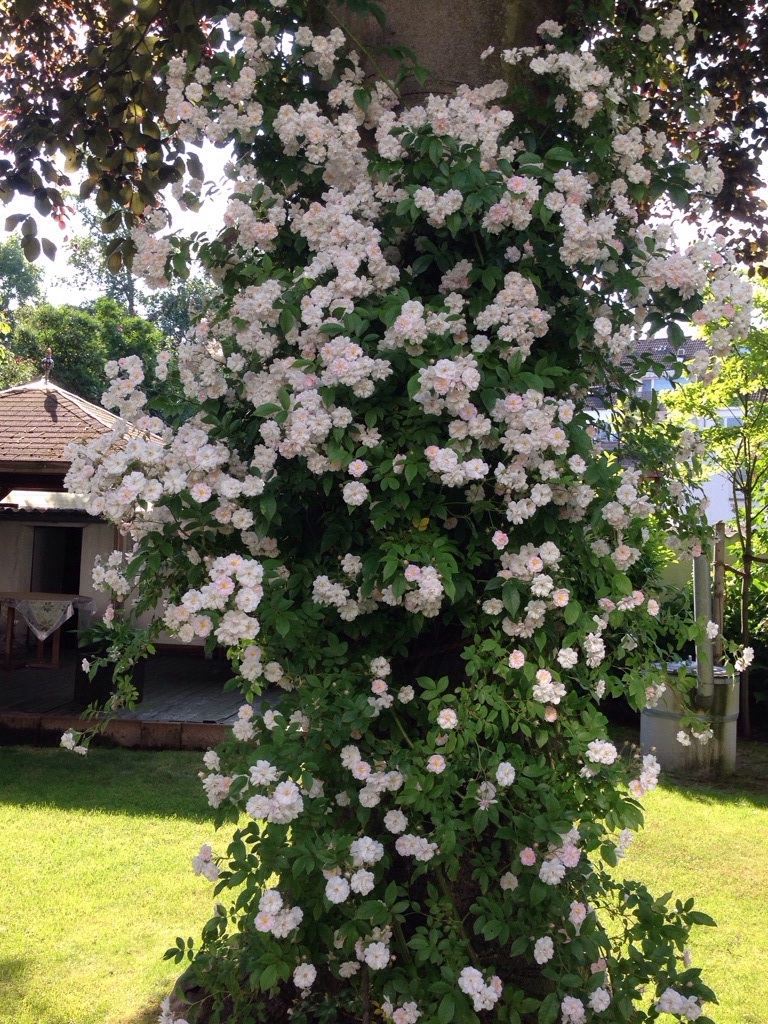 Kletterrose, Ranker am Baum